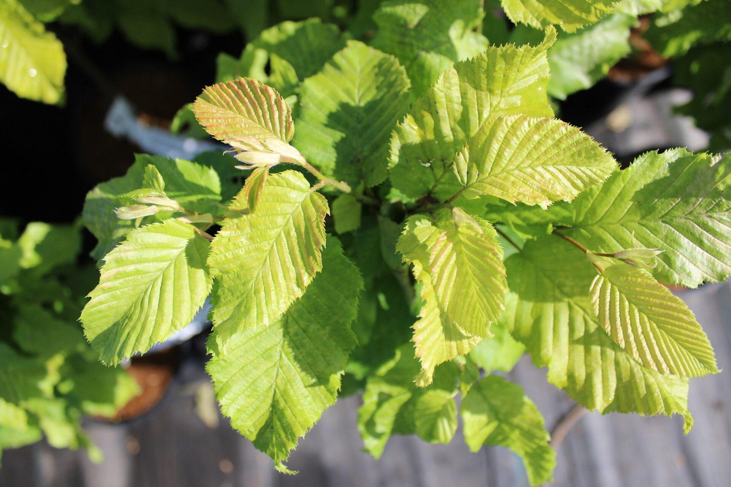 Carpinus Betulus Columnaris Nana Low Branch - View 3 from www redcrocus com