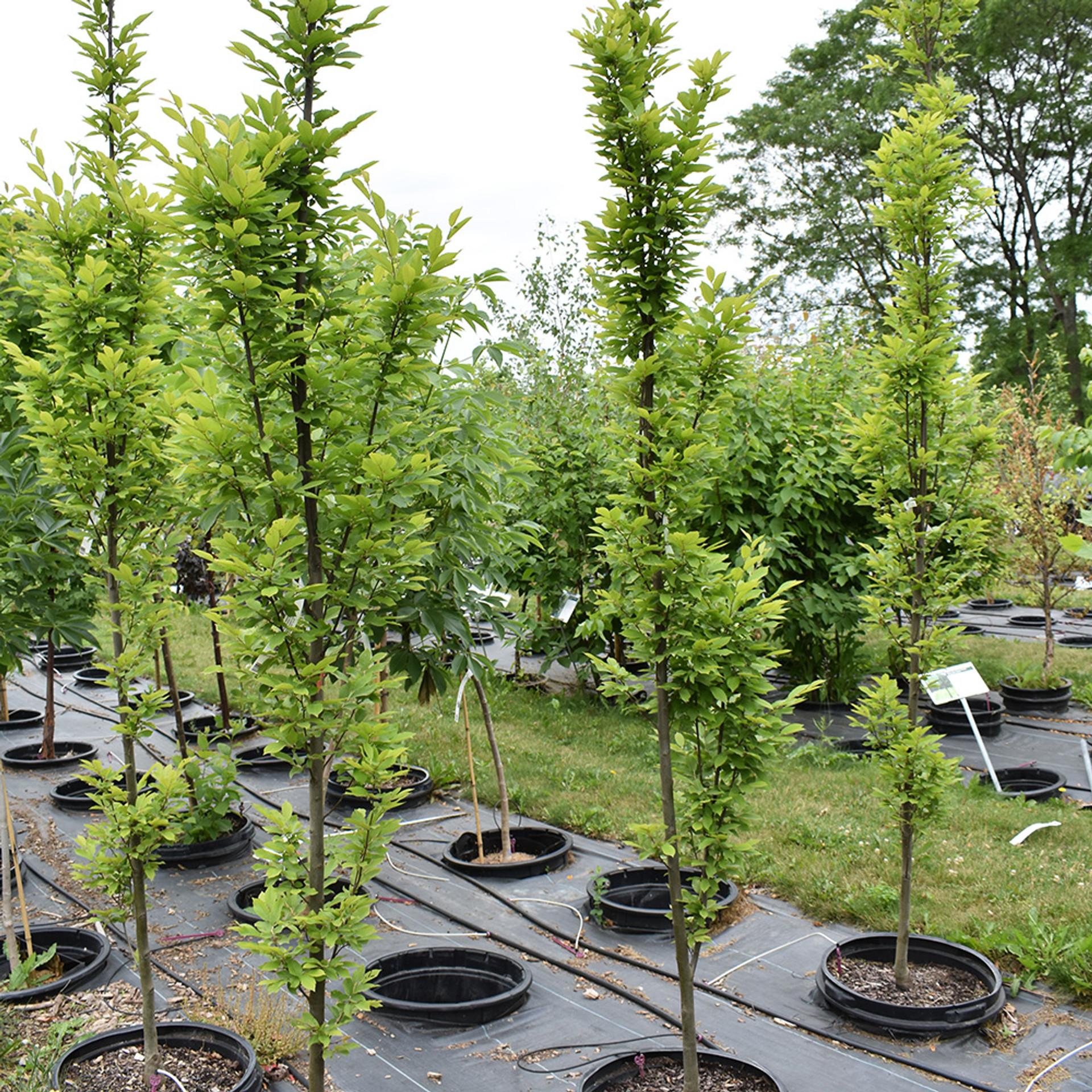 Carpinus Betulus Columnaris Nana Low Branch - View 4 from www redcrocus com