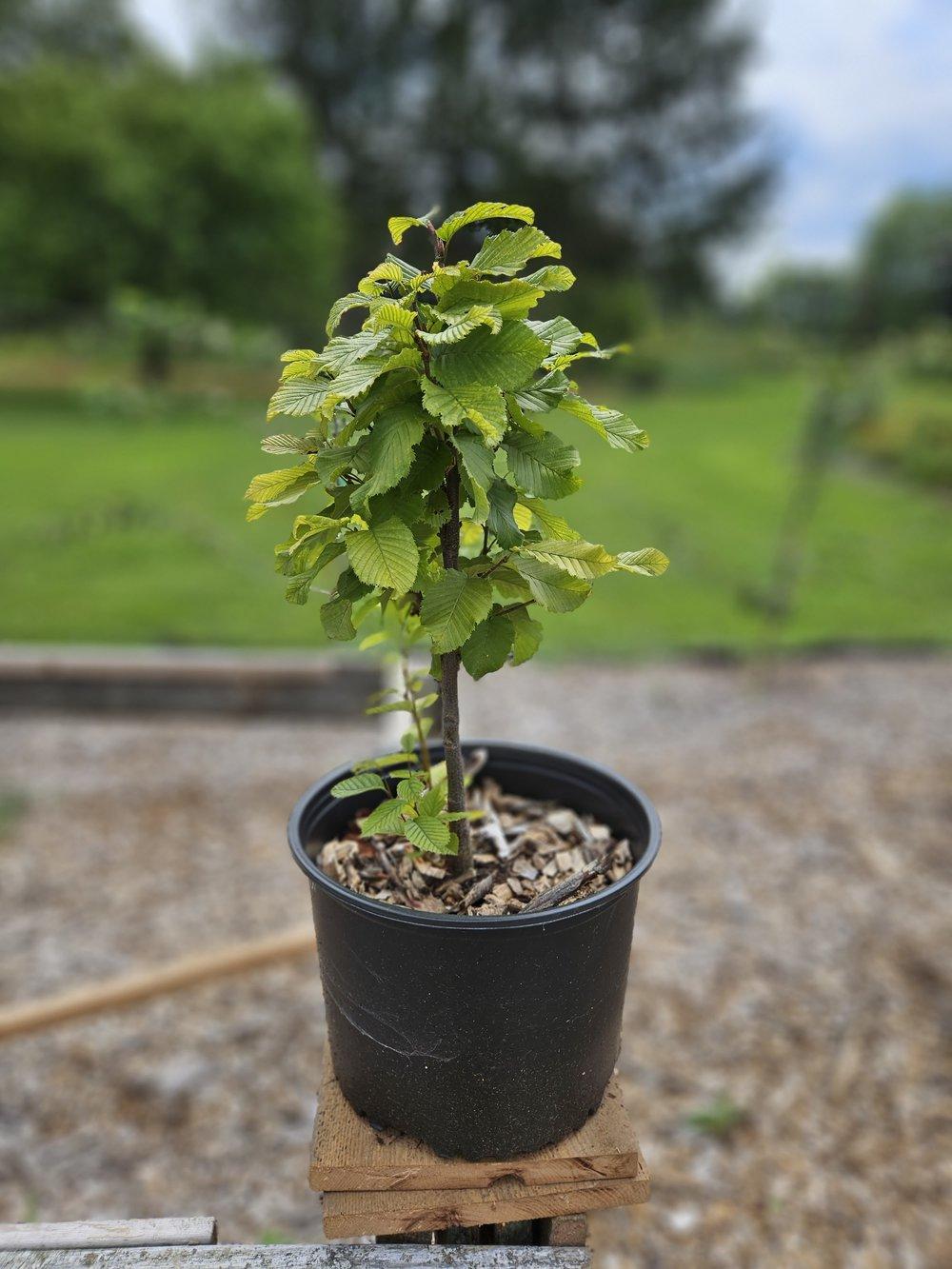 Carpinus Betulus Columnaris Nana Low Branch - View 5 from www redcrocus com