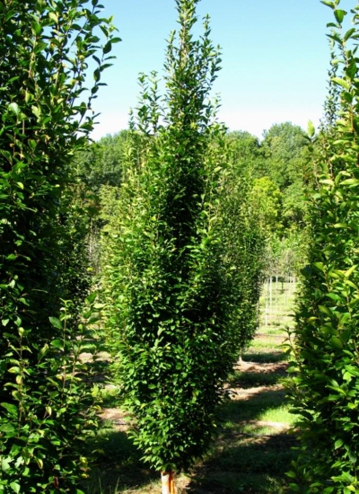 Carpinus Betulus Columnaris Nana Low Branch - View 6 from www redcrocus com