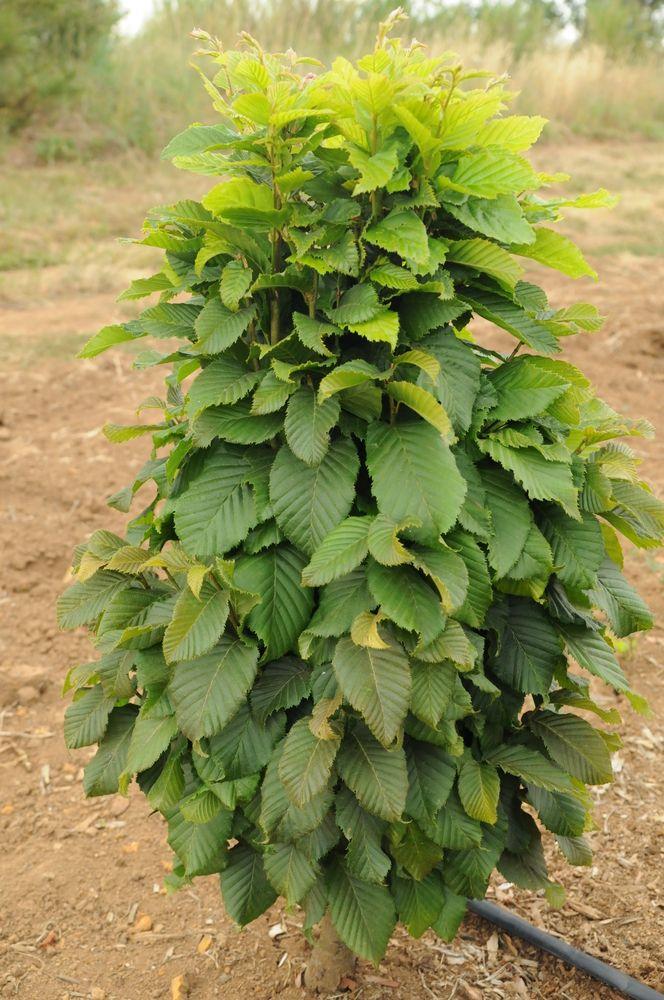 Carpinus Betulus Columnaris Nana Low Branch - View 7 from www redcrocus com