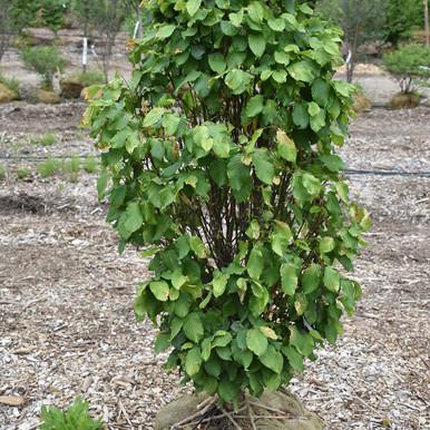Carpinus Betulus Columnaris Nana Low Branch - View 8 from www redcrocus com