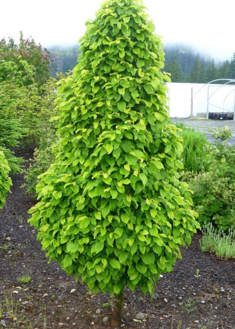Carpinus Betulus Columnaris Nana Low Branch - View 9 from www redcrocus com