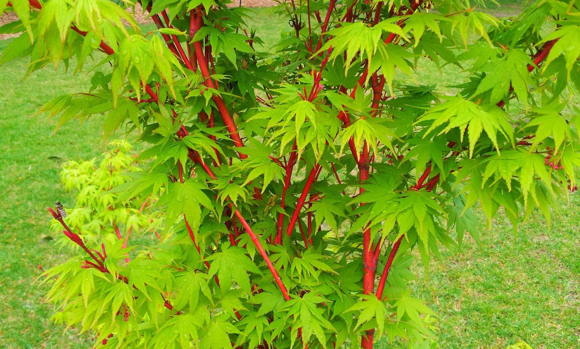 Acer Palmatum Sango Kaku - View 12 from www redcrocus com