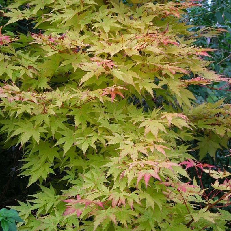 Acer Palmatum Sango Kaku - View 14 from www redcrocus com