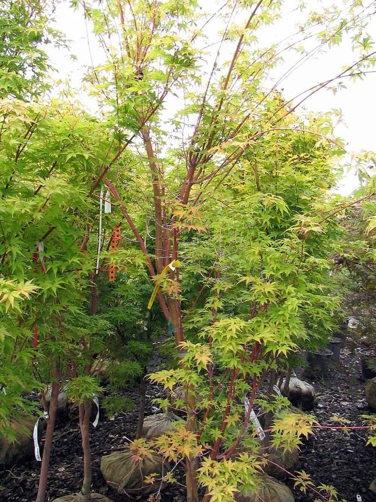 Acer Palmatum Sango Kaku - View 16 from www redcrocus com