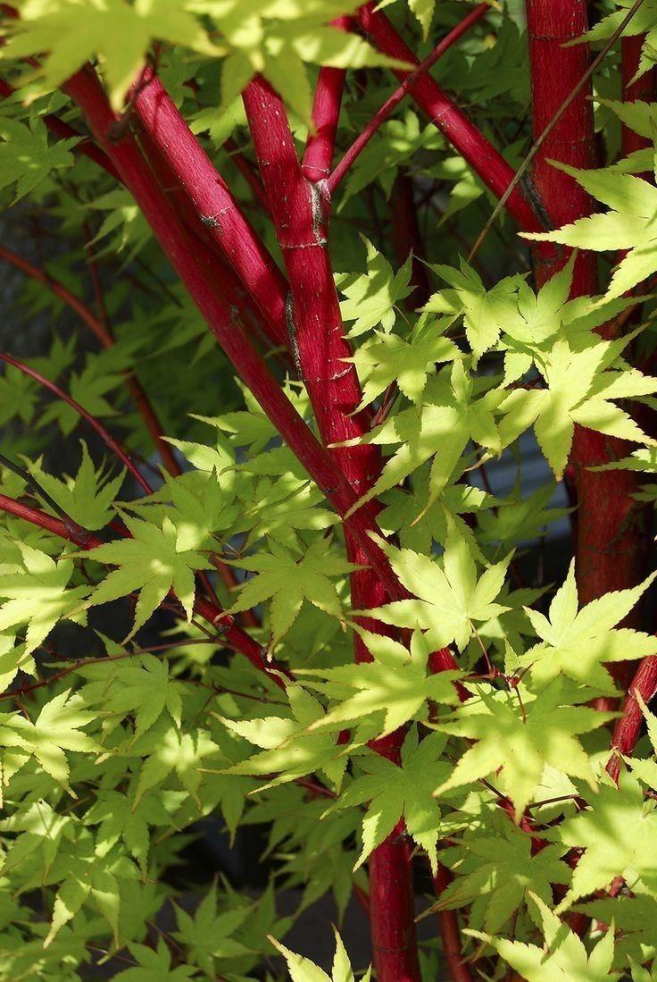 Acer Palmatum Sango Kaku - View 17 from www redcrocus com