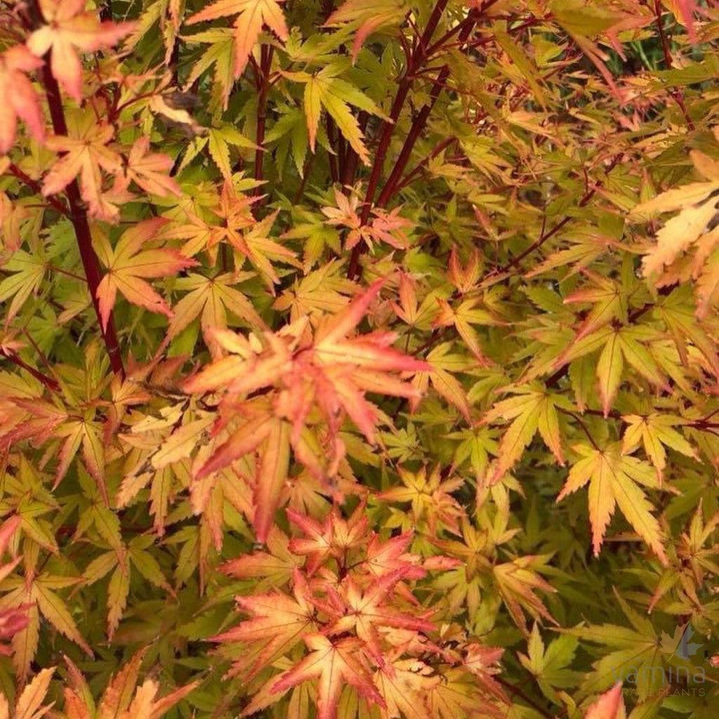 Acer Palmatum Sango Kaku - View 19 from www redcrocus com