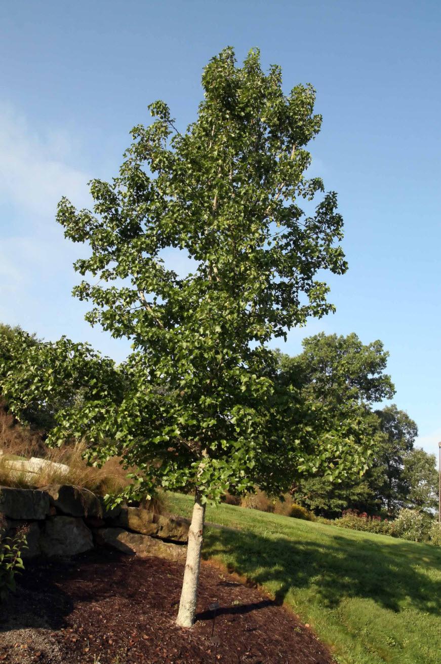 Liquidambar Rotundiloba - View 10 from www redcrocus com