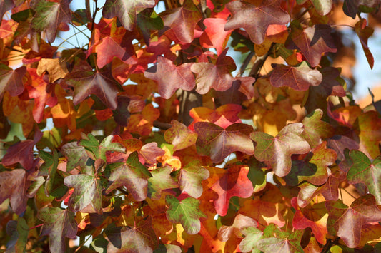 Liquidambar Rotundiloba - View 11 from www redcrocus com