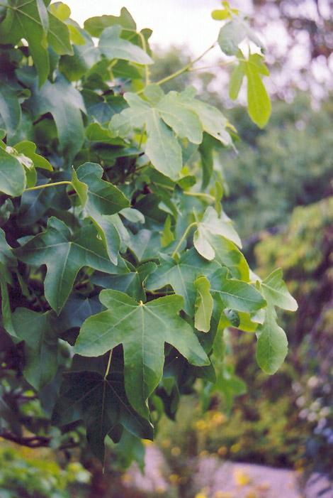 Liquidambar Rotundiloba - View 15 from www redcrocus com