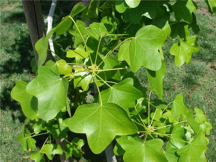 Liquidambar Rotundiloba - View 16 from www redcrocus com