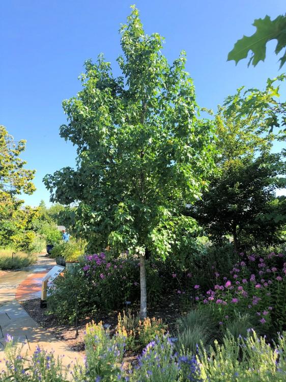 Liquidambar Rotundiloba - View 18 from www redcrocus com