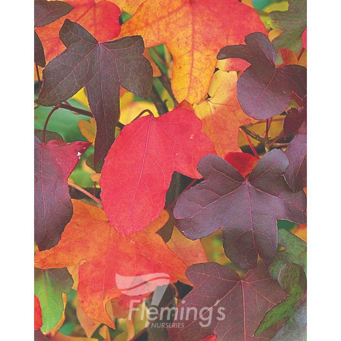 Liquidambar Rotundiloba - View 23 from www redcrocus com