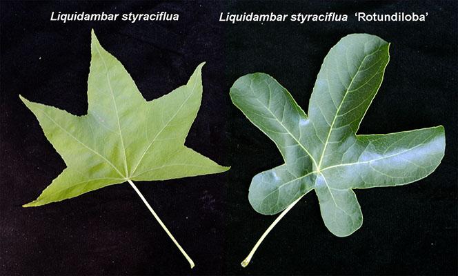 Liquidambar Rotundiloba - View 24 from www redcrocus com