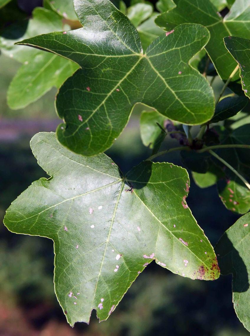 Liquidambar Rotundiloba - View 25 from www redcrocus com