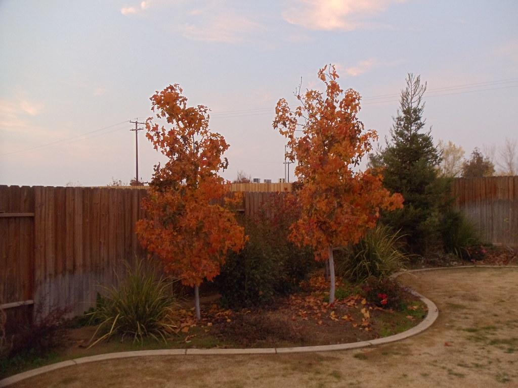 Liquidambar Rotundiloba - View 26 from www redcrocus com
