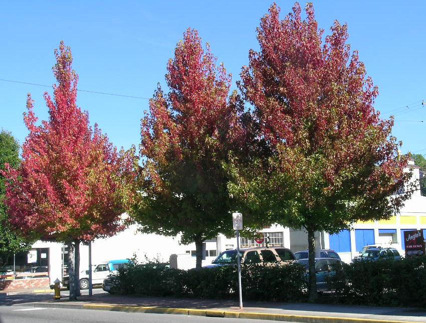 Liquidambar Rotundiloba - View 27 from www redcrocus com