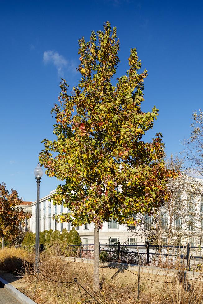 Liquidambar Rotundiloba - View 28 from www redcrocus com