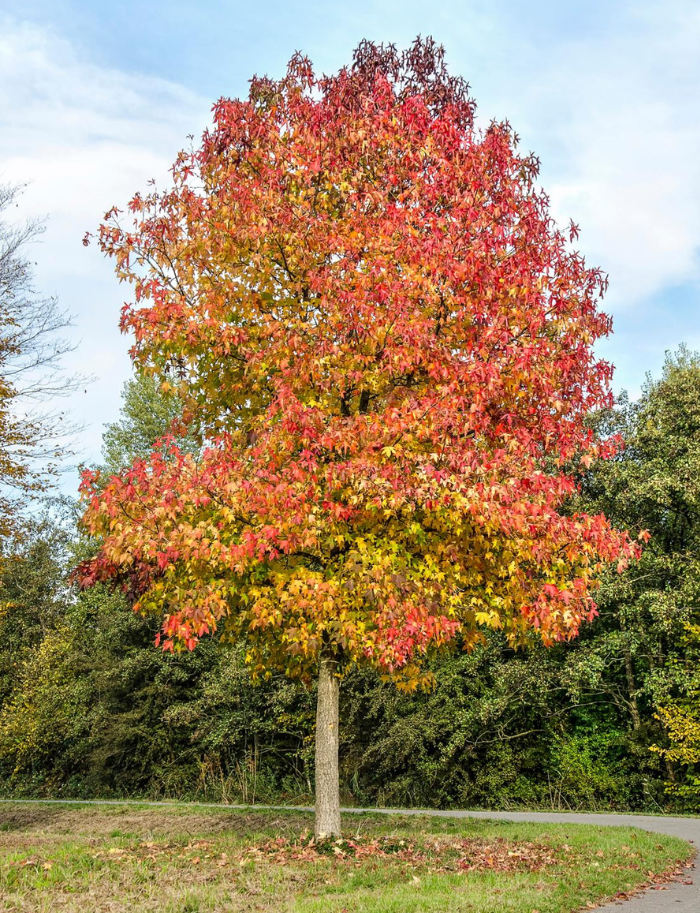 Liquidambar Rotundiloba - View 2 from www redcrocus com