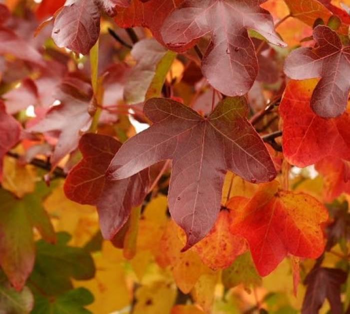 Liquidambar Rotundiloba - View 30 from www redcrocus com