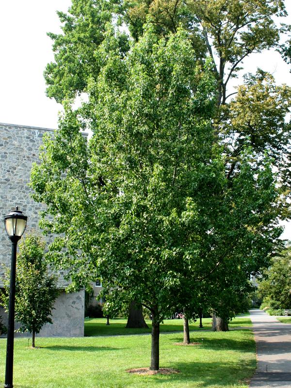 Liquidambar Rotundiloba - View 4 from www redcrocus com
