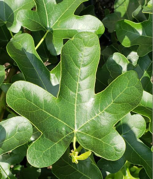 Liquidambar Rotundiloba - View 7 from www redcrocus com