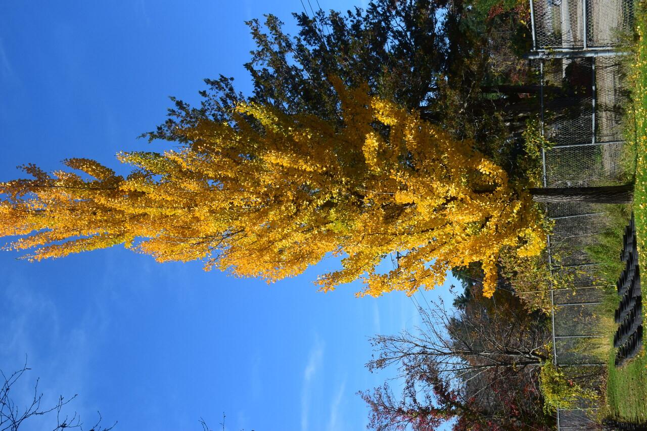 Ginkgo Biloba Grindstone Single Stem - View 12 from www redcrocus com