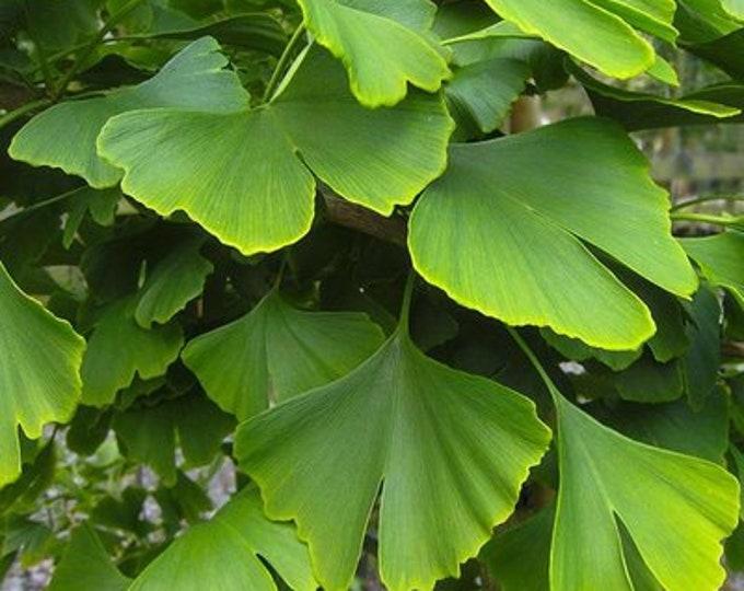 Ginkgo Biloba Grindstone Single Stem - View 14 from www redcrocus com