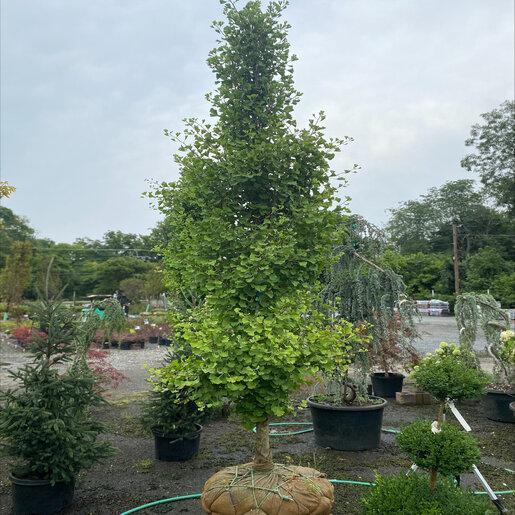 Ginkgo Biloba Grindstone Single Stem - View 15 from www redcrocus com