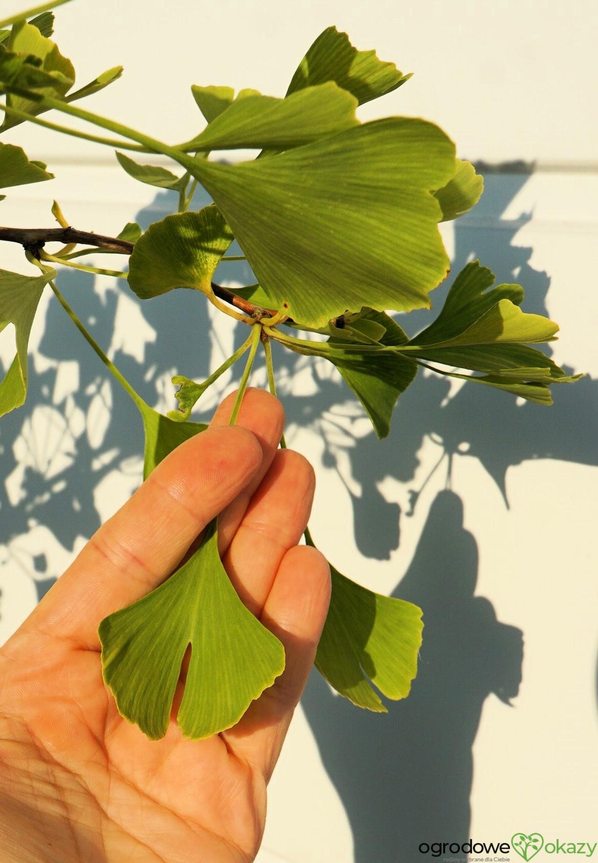 Ginkgo Biloba Grindstone Single Stem - View 16 from www redcrocus com