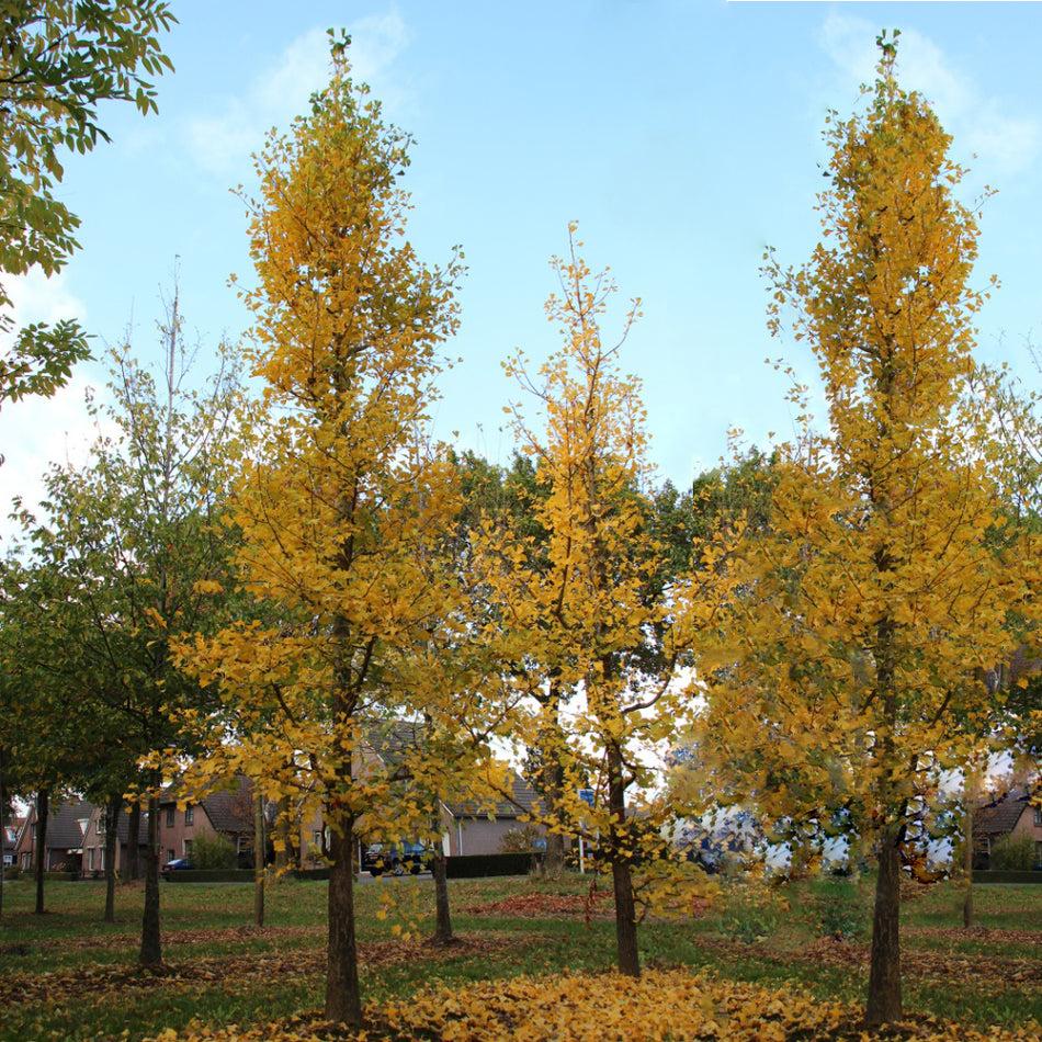 Ginkgo Biloba Grindstone Single Stem - View 1 from www redcrocus com