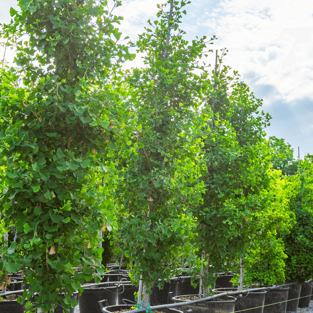 Ginkgo Biloba Grindstone Single Stem - View 5 from www redcrocus com