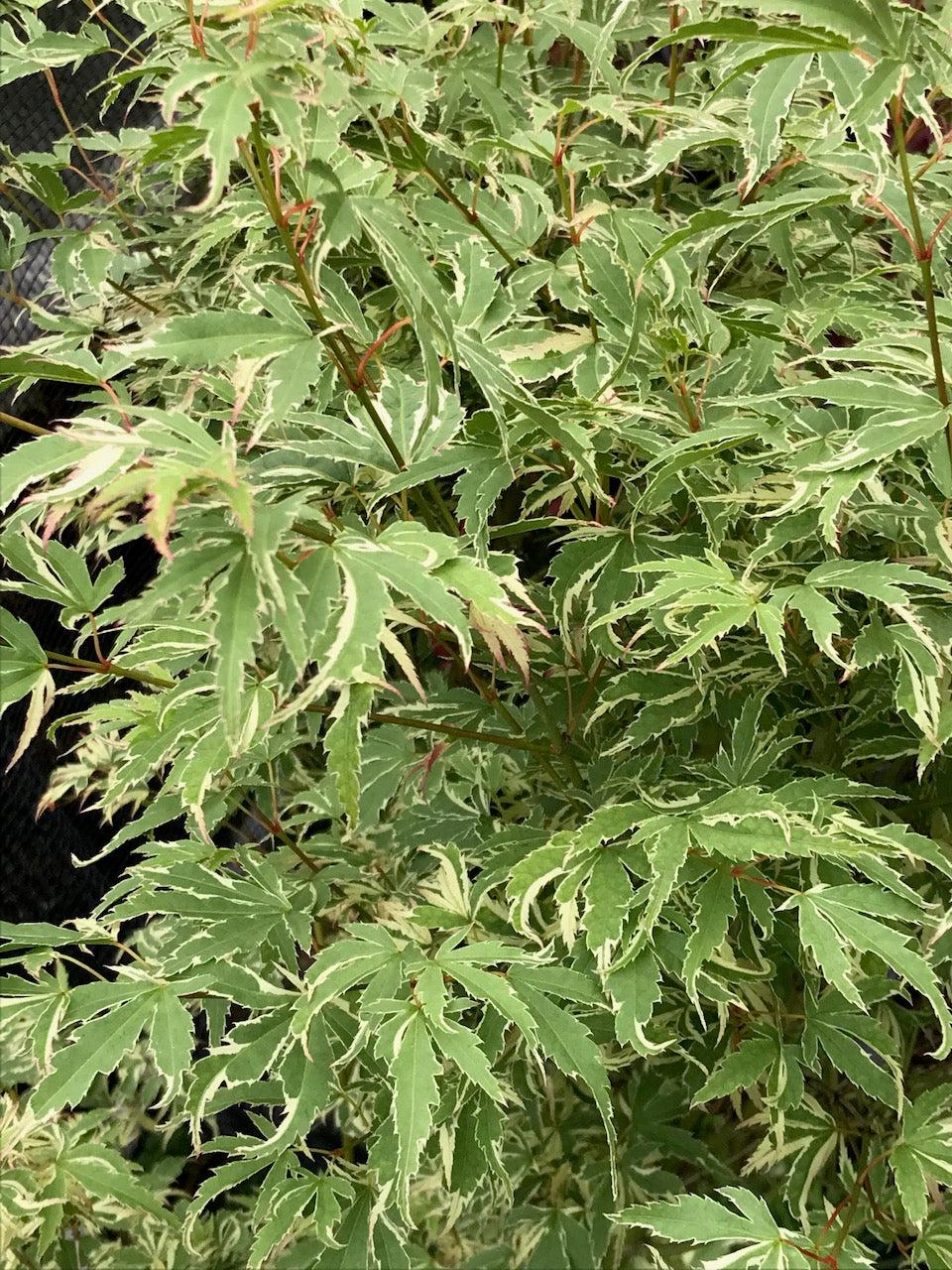 Acer Palmatum Butterfly - View 10 from www redcrocus com