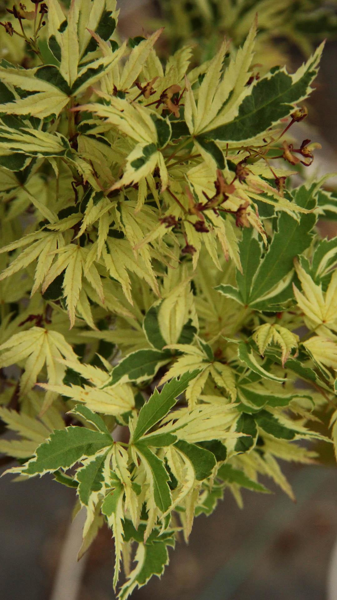 Acer Palmatum Butterfly - View 11 from www redcrocus com