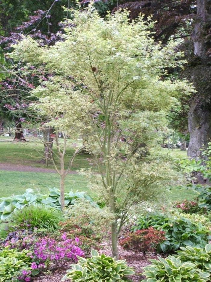 Acer Palmatum Butterfly - View 12 from www redcrocus com
