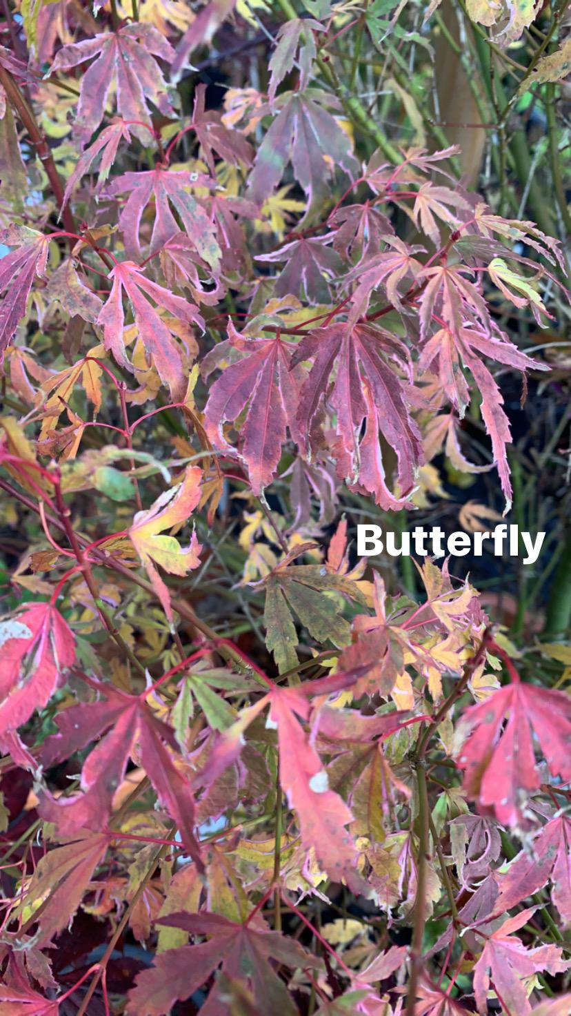Acer Palmatum Butterfly - View 13 from www redcrocus com