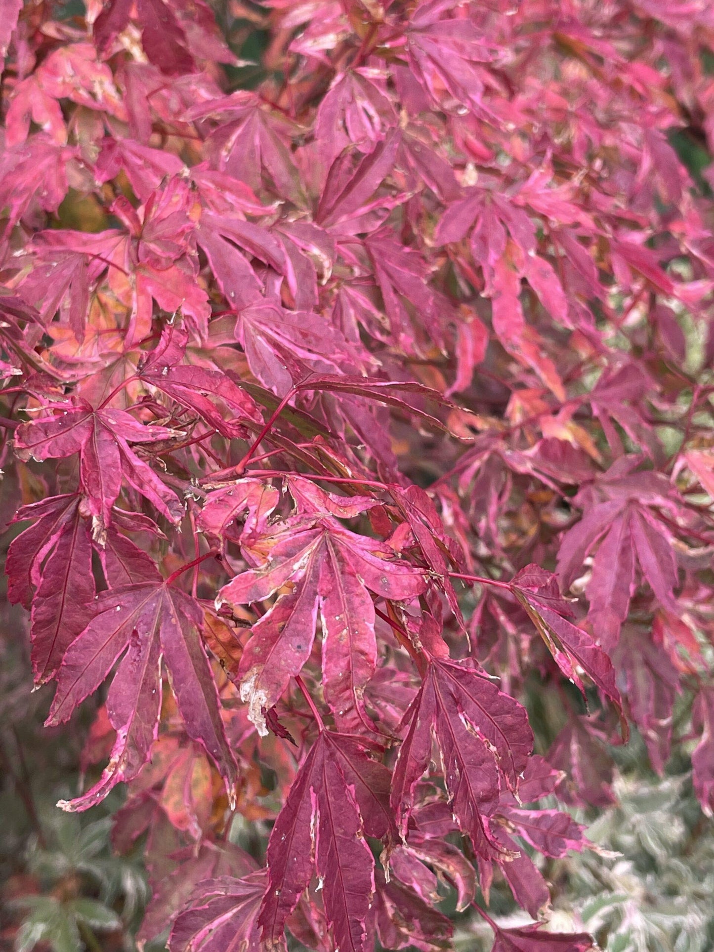 Acer Palmatum Butterfly - View 14 from www redcrocus com