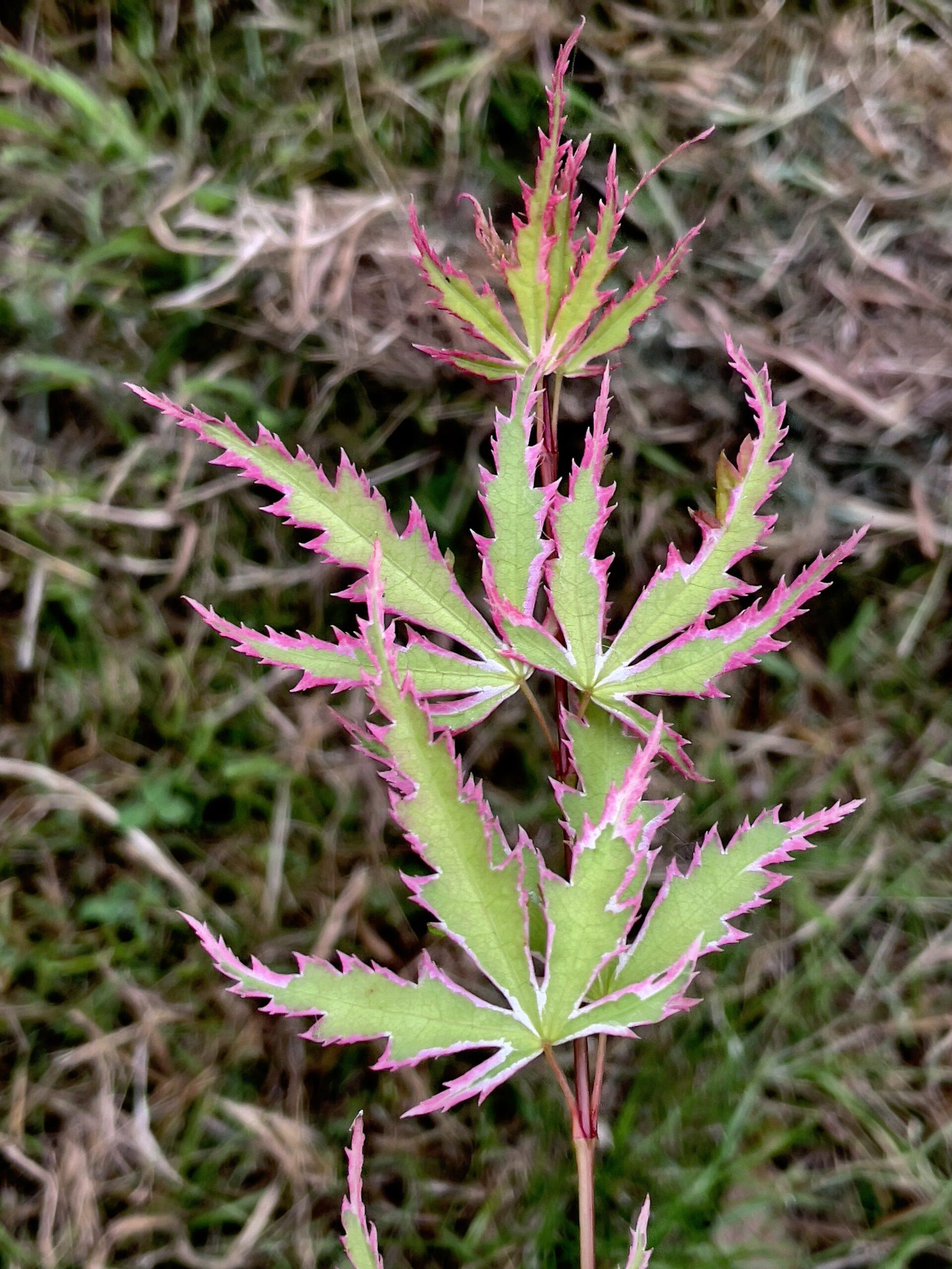 Acer Palmatum Butterfly - View 15 from www redcrocus com