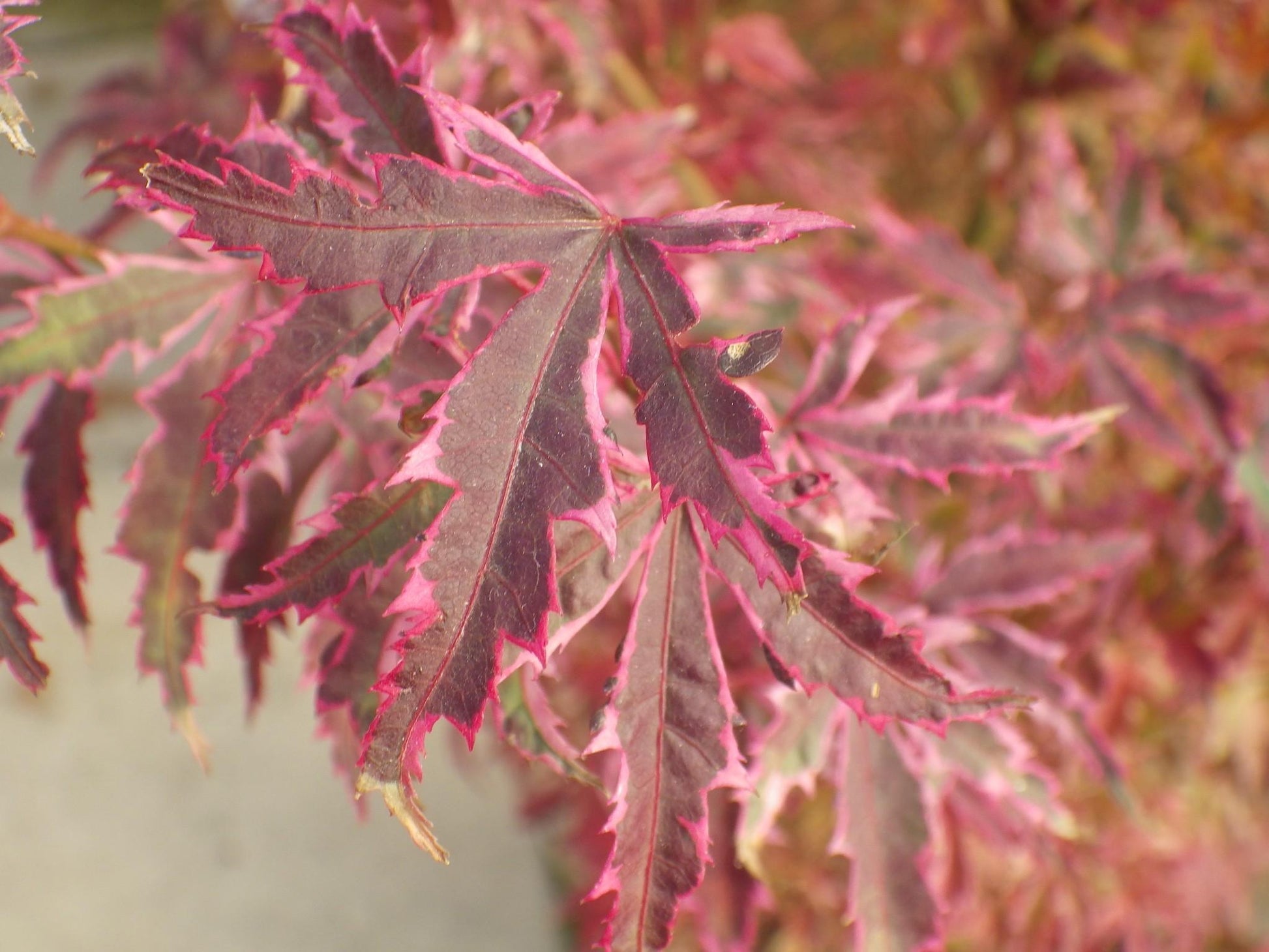 Acer Palmatum Butterfly - View 17 from www redcrocus com