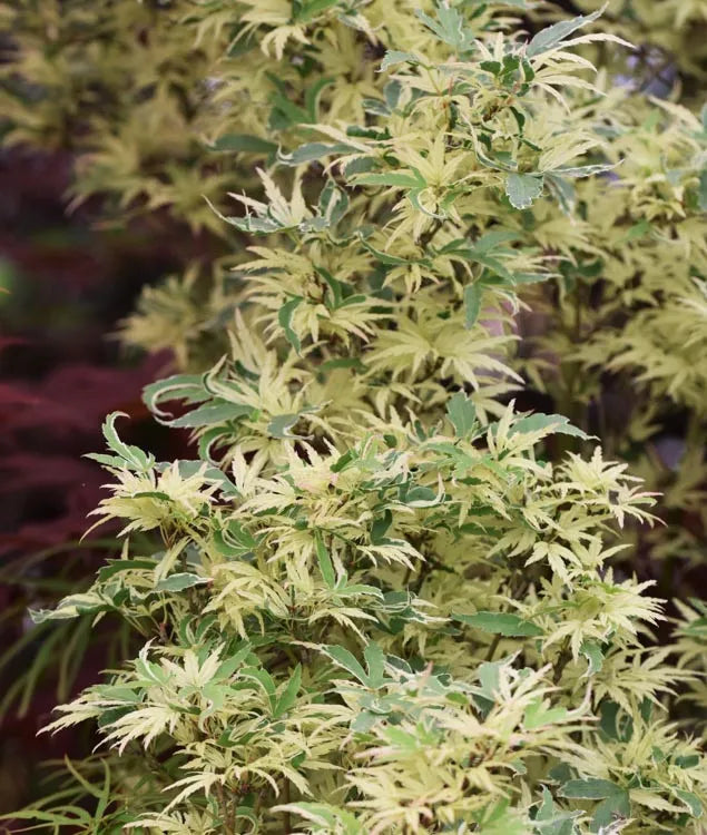 Acer Palmatum Butterfly - View 17 from www redcrocus com