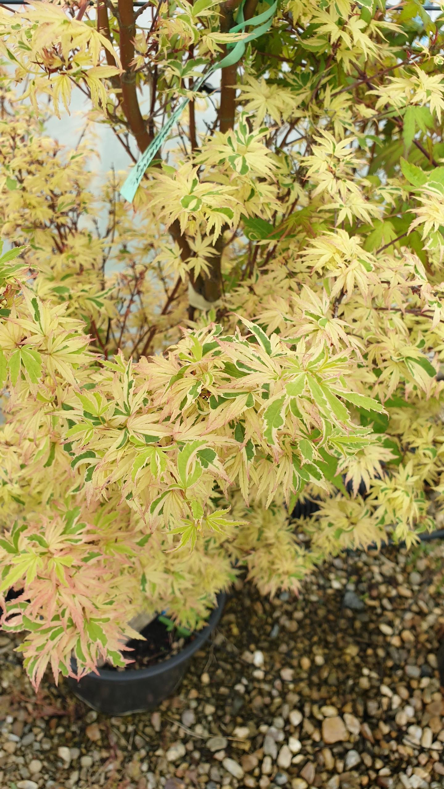 Acer Palmatum Butterfly - View 18 from www redcrocus com