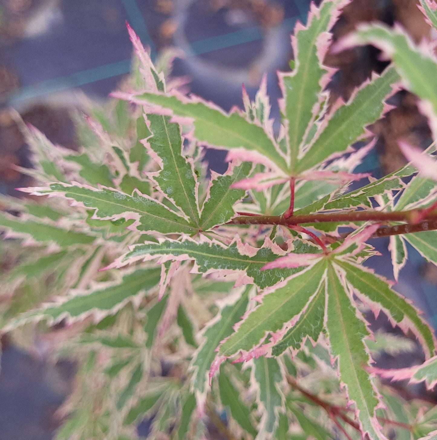 Acer Palmatum Butterfly - View 19 from www redcrocus com
