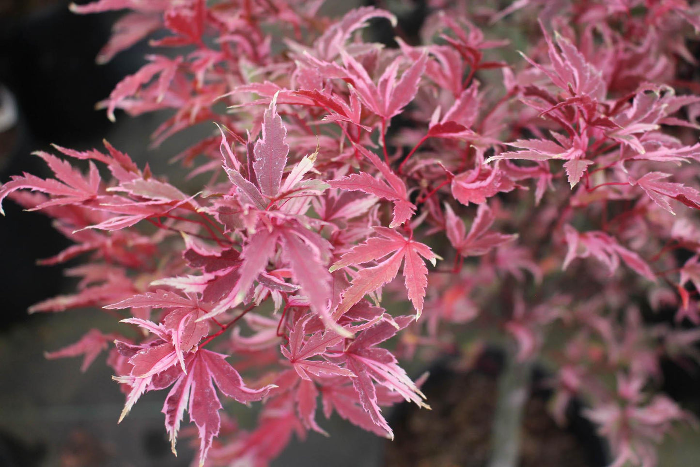 Acer Palmatum Butterfly - View 1 from www redcrocus com