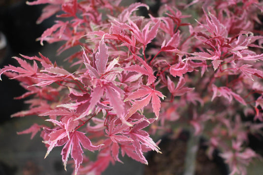 Acer Palmatum Butterfly - View 1 from www redcrocus com