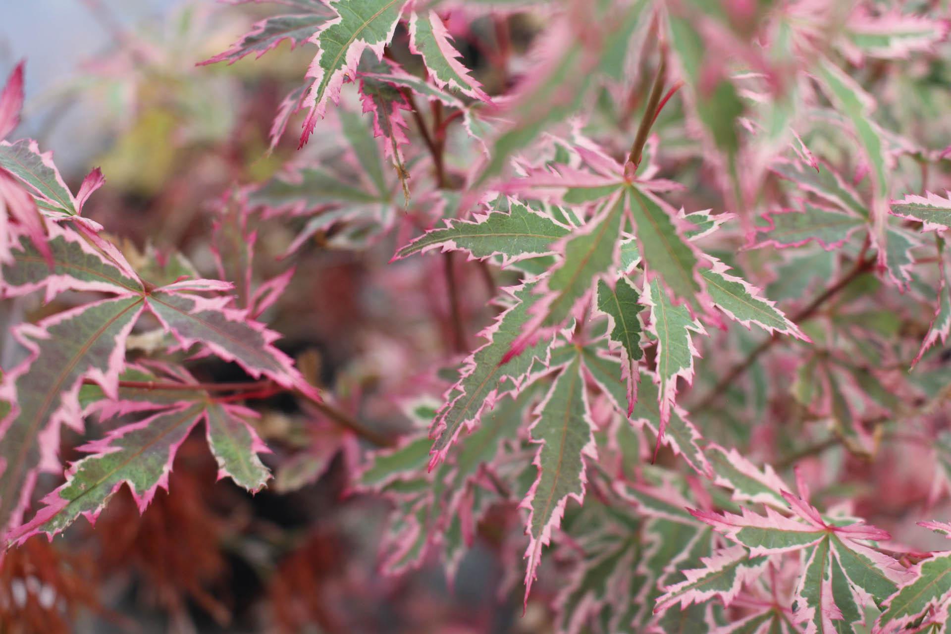 Acer Palmatum Butterfly - View 2 from www redcrocus com