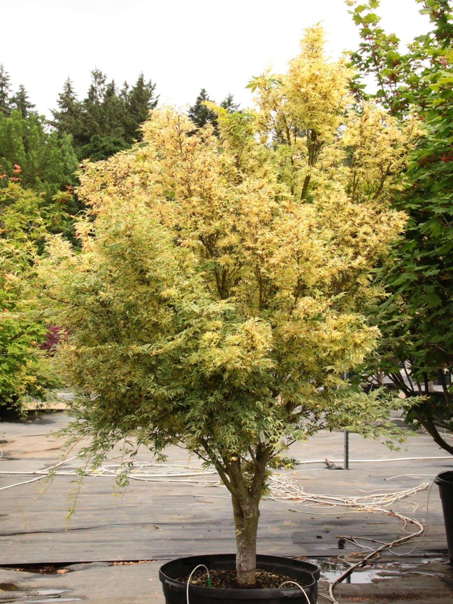Acer Palmatum Butterfly - View 4 from www redcrocus com