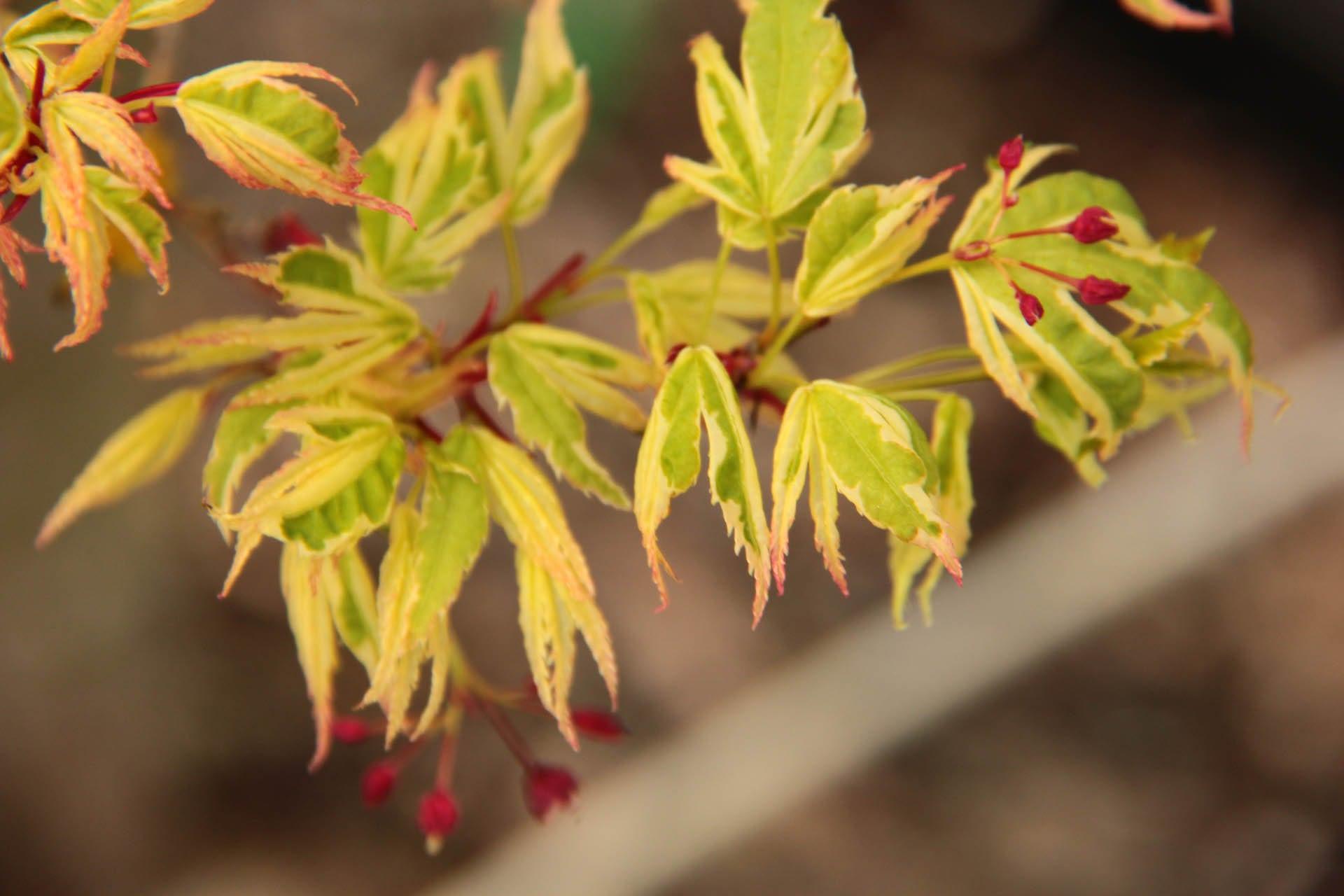 Acer Palmatum Butterfly - View 5 from www redcrocus com
