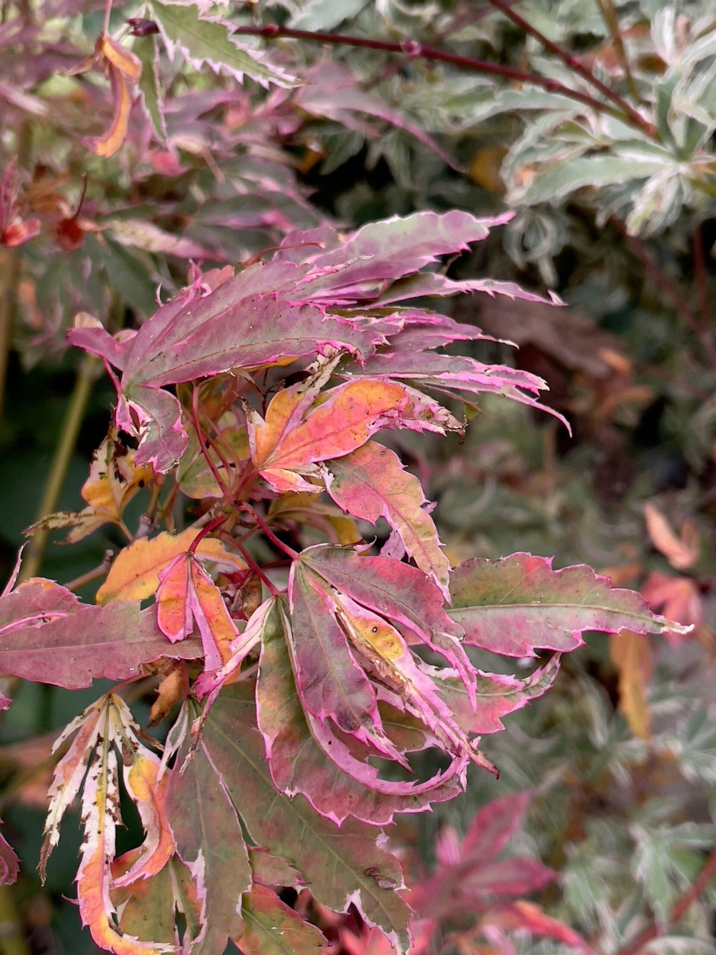 Acer Palmatum Butterfly - View 6 from www redcrocus com