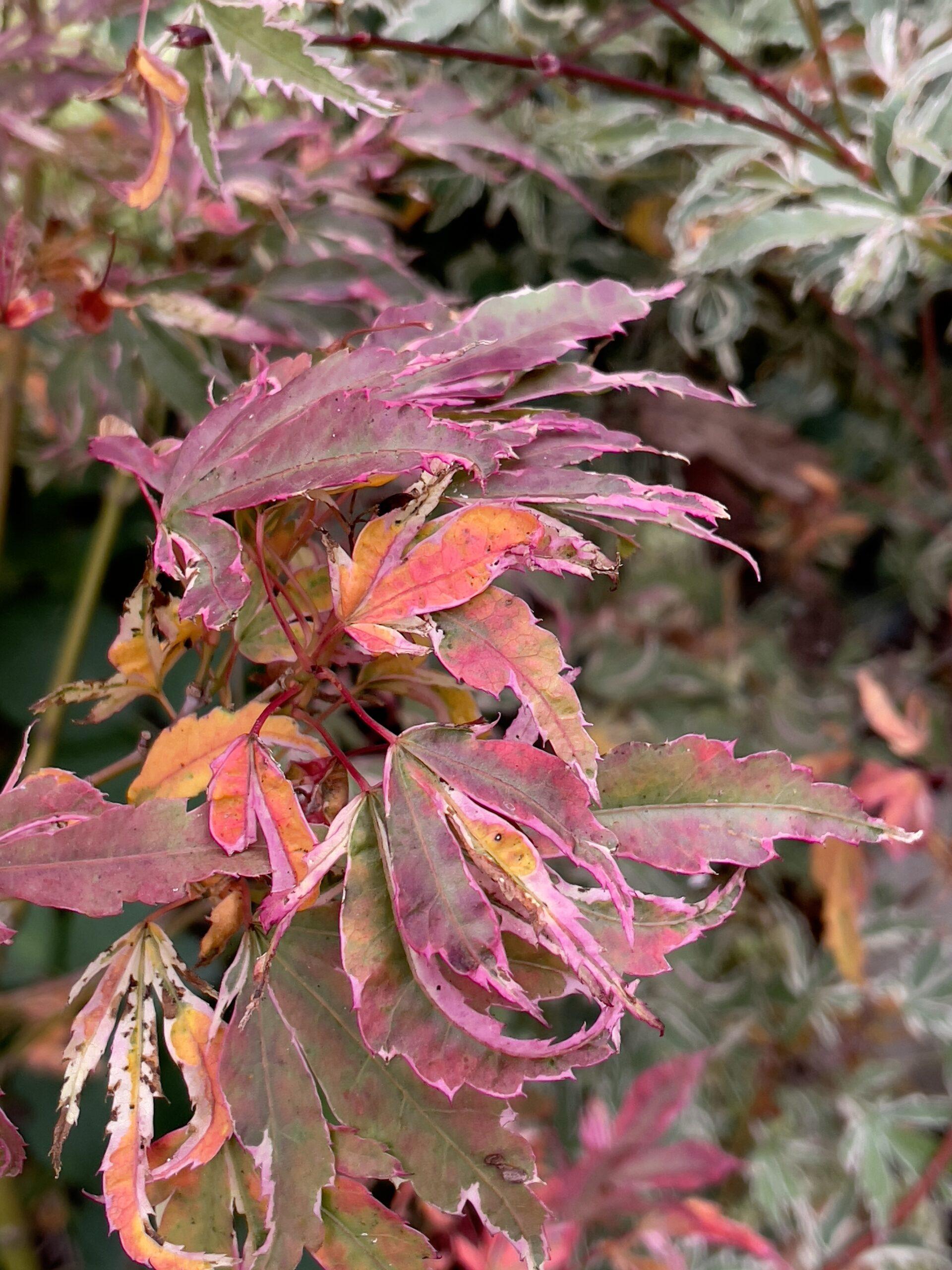 Acer Palmatum Butterfly - View 6 from www redcrocus com